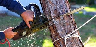 How Our Tree Care Process Works  in  Powers Lake, WI