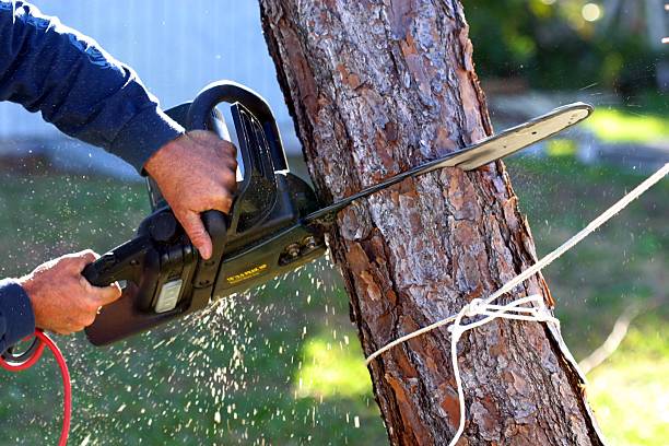 Best Hedge Trimming  in Powers Lake, WI